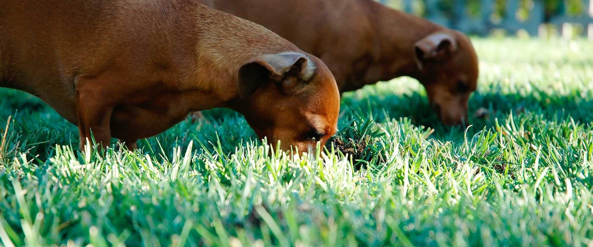 宠物与主人互动场景